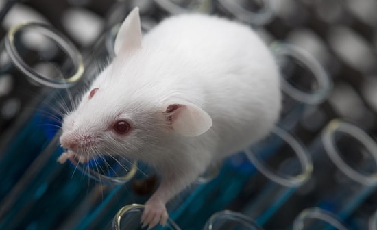 Fareler İçin Hazırlanan Sanal Gerçeklik Simülatörü Alzheimer Çalışmalarına Yardımcı Oluyor