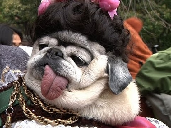 Birbirinden Güzel Kıyafetleriyle Cadılar Bayramına Hazırlık Yapan Köpekler