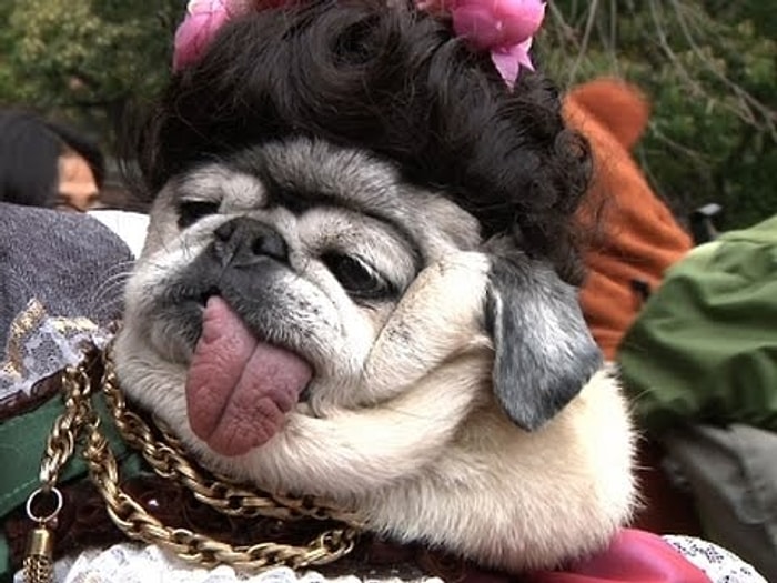 Birbirinden Güzel Kıyafetleriyle Cadılar Bayramına Hazırlık Yapan Köpekler