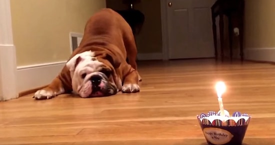 Doğum Günü Pastasından Pek Hoşlanmayan Sevimli Köpek