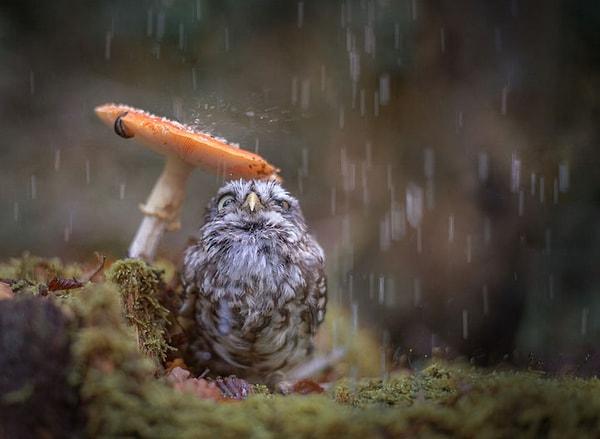 2. Fakat hava yağmurlu ya da güneşli olsun, bu inanılmaz baykuş bir kameraya nasıl poz vermesi gerektiğini çok iyi biliyor.