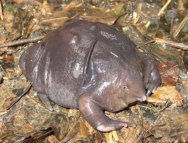 5.Purple Frog (Hint Mor Kurbağası)