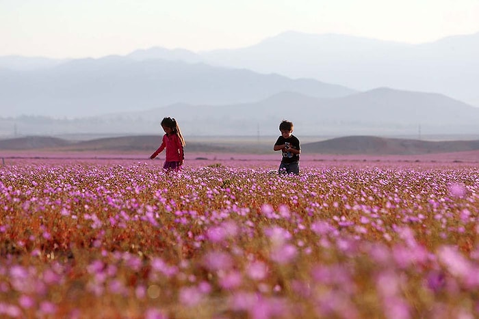 Dünyanın En Kuru Çölü Atacama'da Yağmur Sonrası Ortaya Çıkan Çiçek Bayramı