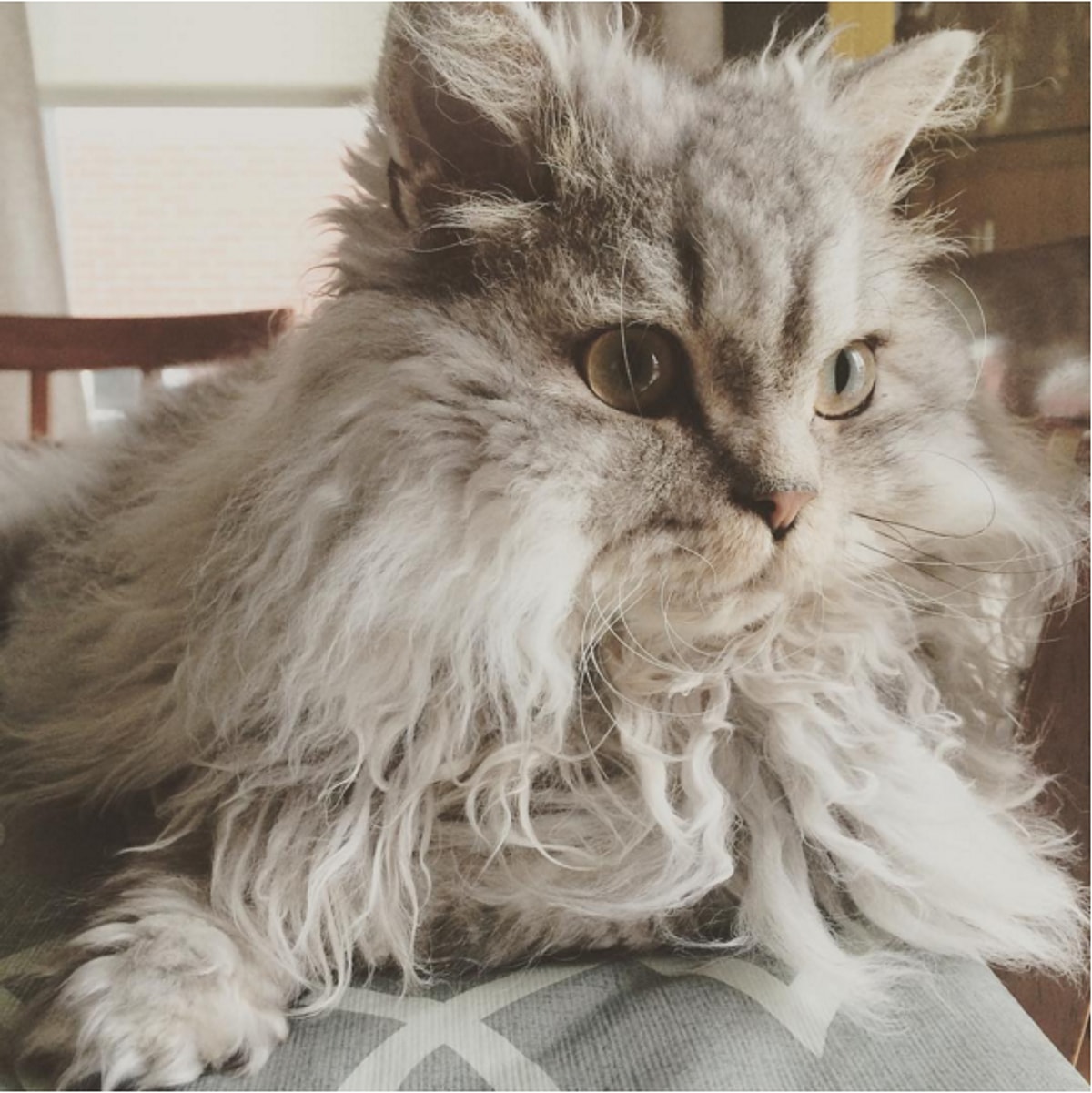 Fluffy extra