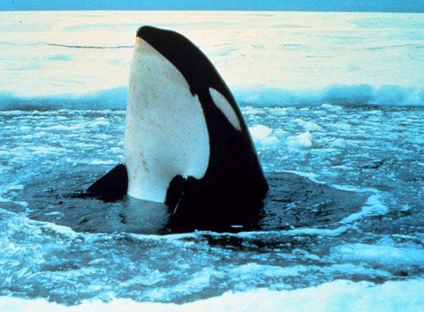 Kutup balinalarının sırrı hala bilinmiyor