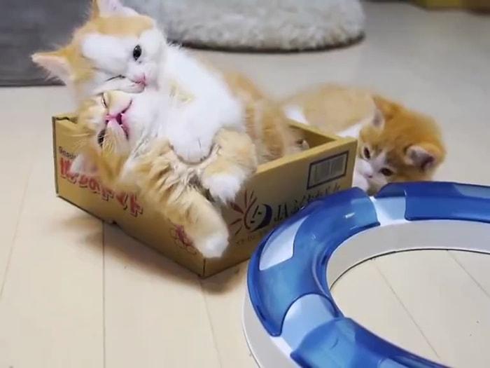 Aşırı Minnoşluğuna Rağmen Kardeşini Oyun Oynamaya İkna Edemeyen Isırılası Kedi