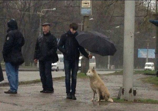 1. Durakta bekleyen bu genç, ıslanmasına gönlü razı olmadığı bu sevimli köpek için şemsiyesini tutuyor.