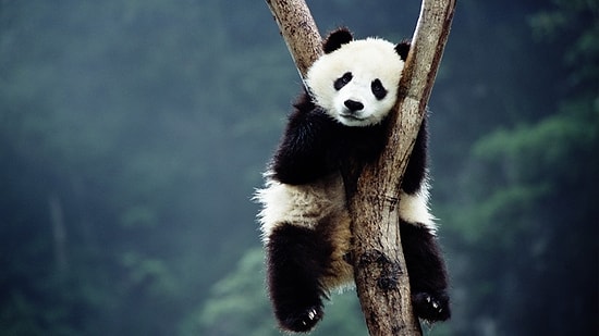 Çinli Bilim İnsanları Pandaların Dilini Çözdü