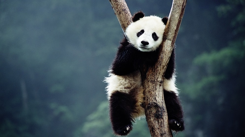 Çinli Bilim İnsanları Pandaların Dilini Çözdü
