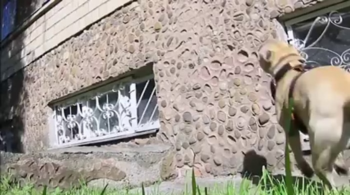 Hep İnsanlardan mı İzleyeceğiz Bir Parkour Performansı da Sevimli Köpekten!