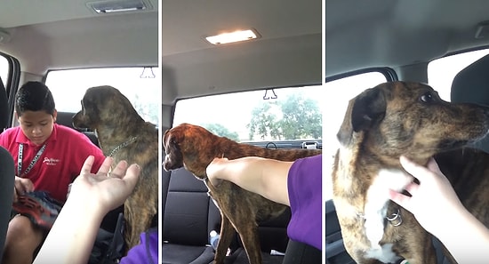 Her Gün Okula Giden Kankasını Yolcu Ederken Ağlayan Üzgün Köpek