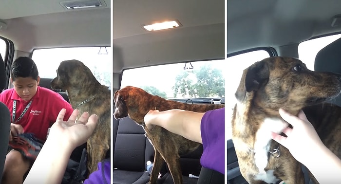 Her Gün Okula Giden Kankasını Yolcu Ederken Ağlayan Üzgün Köpek