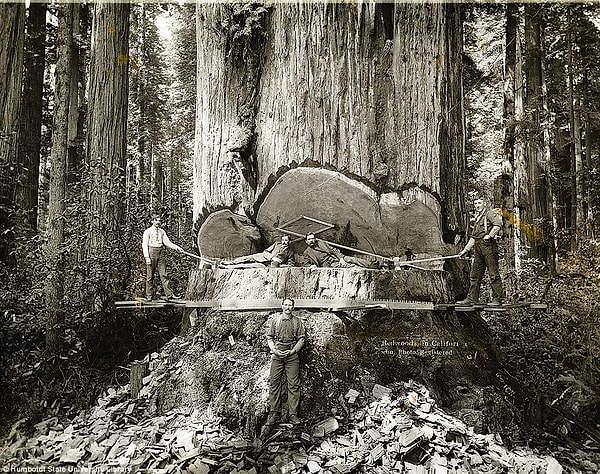 4. Büyük Bir "Redwood"