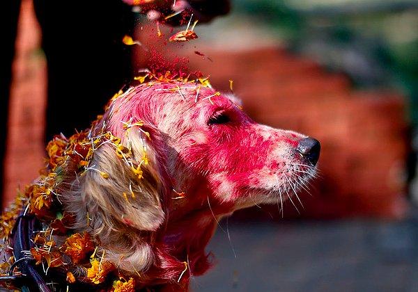 Nepal'de her yıl düzenlenen Tihar isimli festivalin baş rolünde köpekler var. Cana yakın dostlarımız olan köpeklerin dünyadaki varlıkları için tanrılara teşekkür ediliyor.