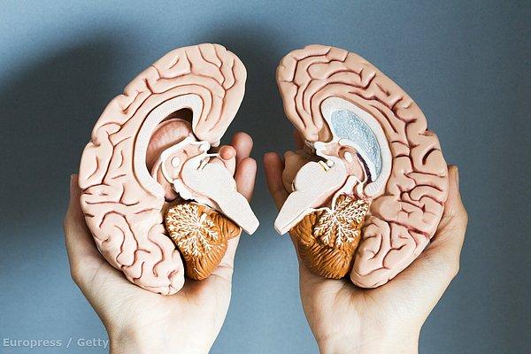 Beynimizin sol yarımküresi, vücudumuzun sağ tarafını kontrol eder. Beynimizin sağ yarımküresi ise, vücudumuzun sol tarafını kontrol eder.