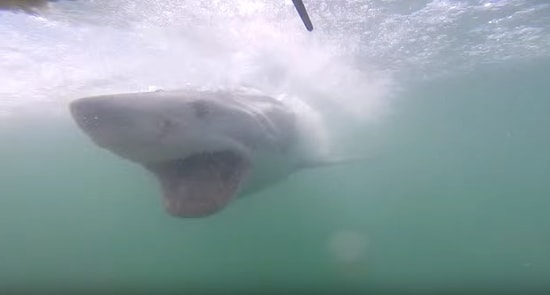Kabus Dolu Saniyeler! Beyaz Köpek Balığının Saldırısına Uğrayan Dalgıç