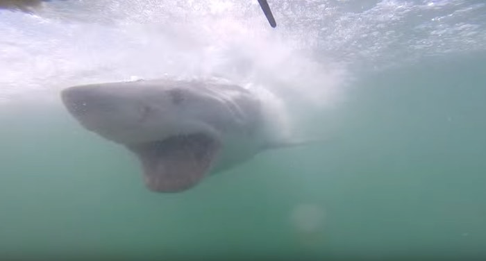 Kabus Dolu Saniyeler! Beyaz Köpek Balığının Saldırısına Uğrayan Dalgıç