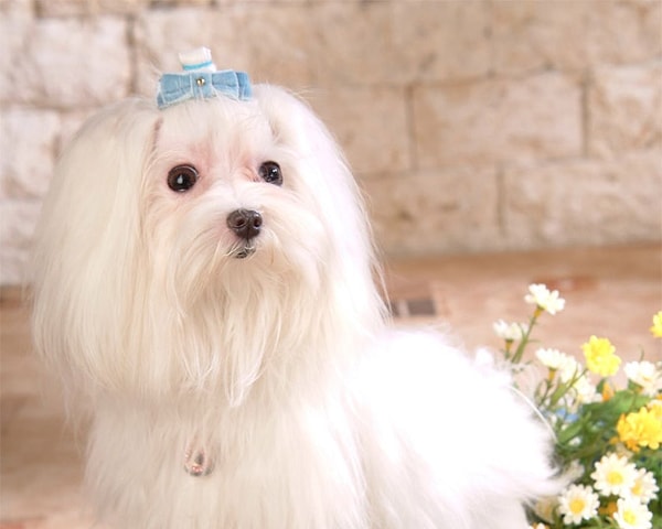 9. Мальтийский терьер