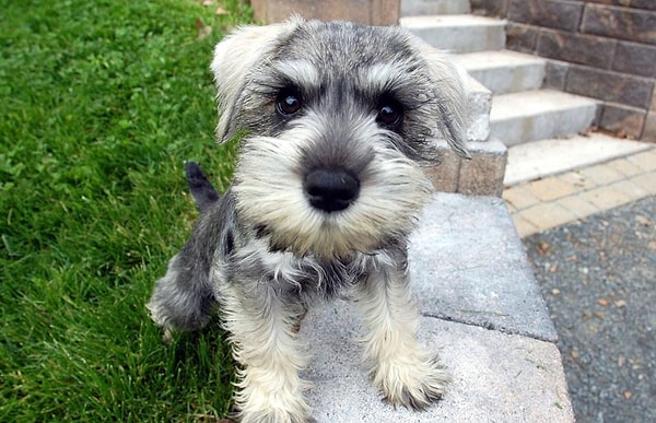 12. Цвергшнауцер