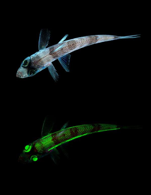8. Işıldak balığı (Chlorophthalmus agassizi)