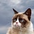grumpycat