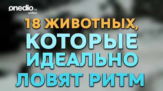 18 животных, которые идеально ловят ритм