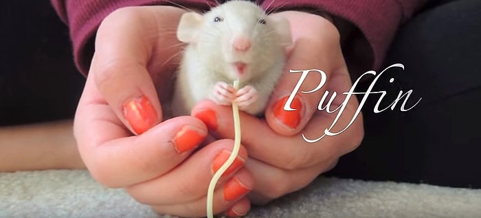 Farelerin de Dost Canlısı Evcil Hayvan Olabileceklerinin Kanıtı