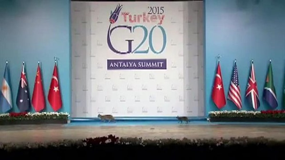 G-20 Zirvesi'nde Güvenlik Önlemlerini Kediler Aştı