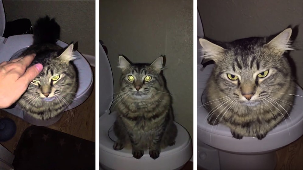 İnsan Gibi Tuvaletini Yapan Akıllı Minnoş