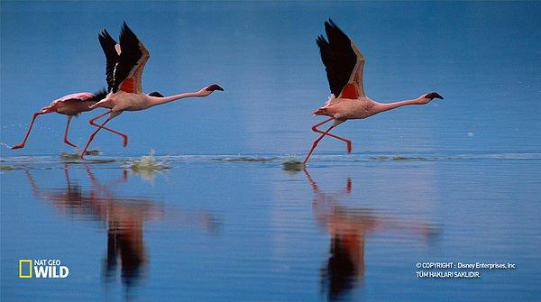 11. Flamingolar kendilerini tehlikede hissettiğinde havalanmadan önce gereken hıza ulaşmak için perdeli ayaklarıyla su üzerinde koşabilir.