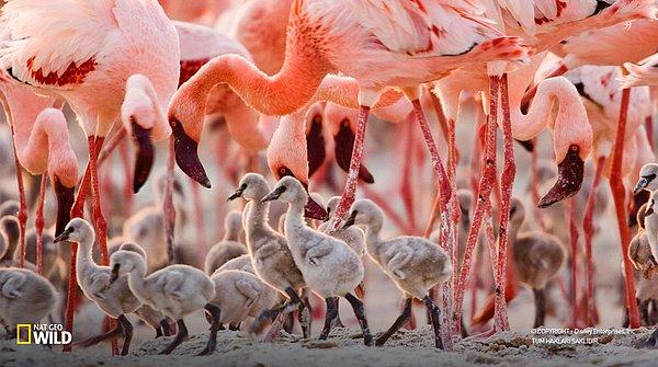 15. Beyaz doğan flamingoların düz gagaları, yaşlandıkça eğrilmeye başlar.