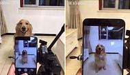 Gülümse Çekiyorum: Kameraya Gülümseyerek Poz Veren Dünya Tatlısı Köpek