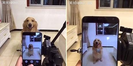 Gülümse Çekiyorum: Kameraya Gülümseyerek Poz Veren Dünya Tatlısı Köpek
