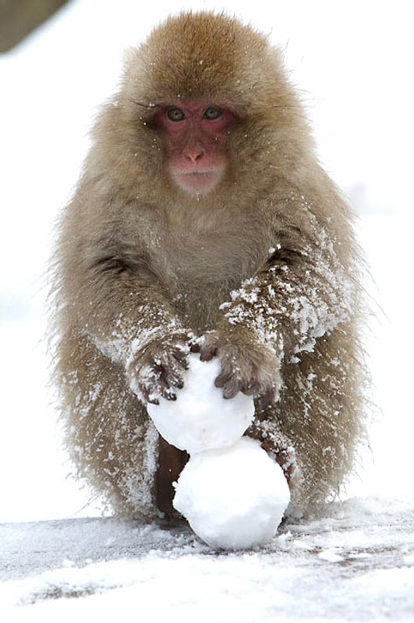 А этот умелец почти слепил снеговика!