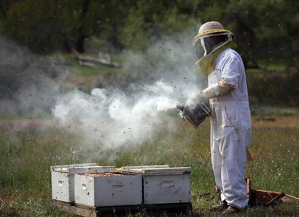 7. Duman yalnızca bal arılarını etkilemez; bal toplayıcıyı da etkiler.