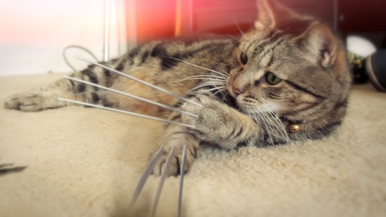 Adamantium Pençeleri ile Karşınızda Wolverine Kedi
