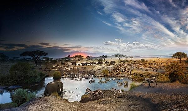 1. Serengeti Ulusal Parkı, Tanzanya