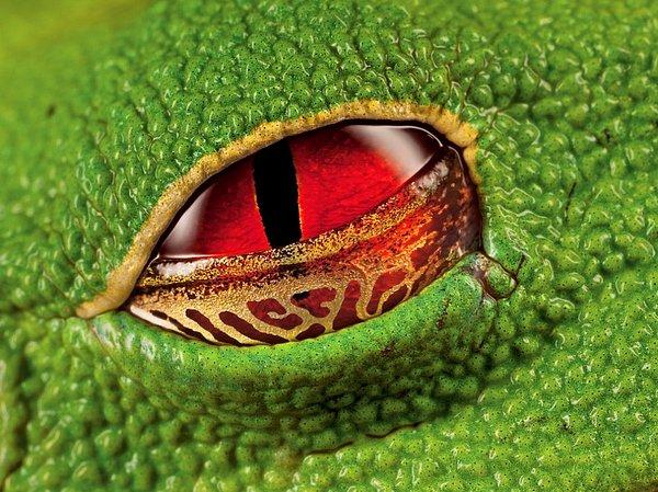 15. Kosta Rikalı bir kurbağanın kırmızı gözü