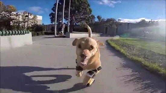 Yeni Protez Bacakları Sayesinde Koşmaya Başlayan Daisy