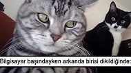 Temsili Halleriyle Seni Sana Senden Daha İyi Anlatan 21 Kedi