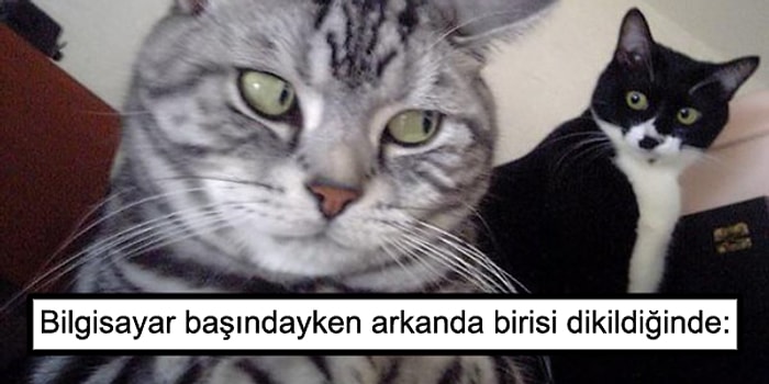 Temsili Halleriyle Seni Sana Senden Daha İyi Anlatan 21 Kedi