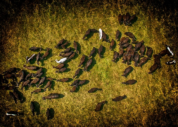 5. Пасущиеся яки, Германия