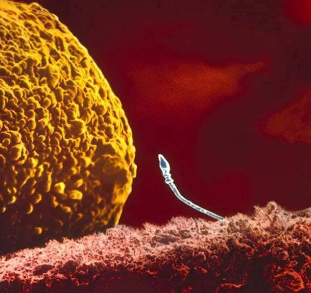 Встреча сперматозоида с яйцеклеткой