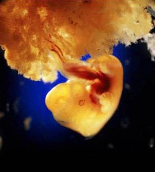 День 40: плацента начинает свое формирование для получения эмбрионом питательных веществ из организма матери