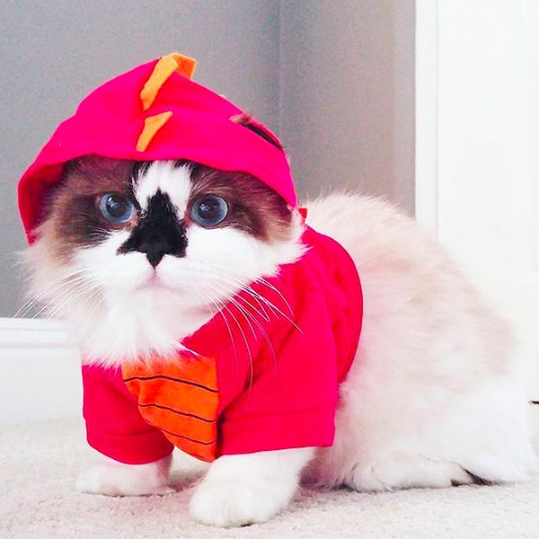 3. Альберт, кот породы Манчкин.