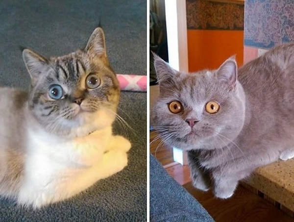 7. Шэдоу и Скуба.