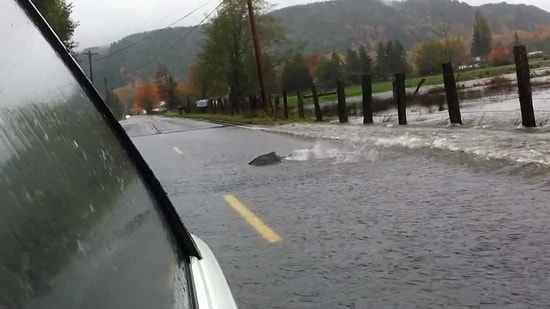 Осторожно! Лосось пересекает дорогу