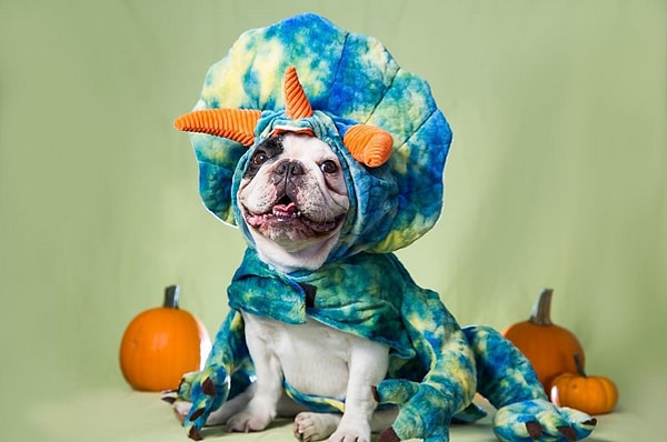 10. Мэнни, французский бульдог.