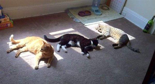 3. Güneş ışığı sevdası denince akla ilk kediler geliyor zaten