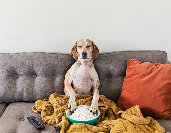 Sahibinin Sözünden Asla Çıkmayan İnstagram Fenomeni Sevimli Köpek Maddie'nin Birbirinden Şahane 27 Hali